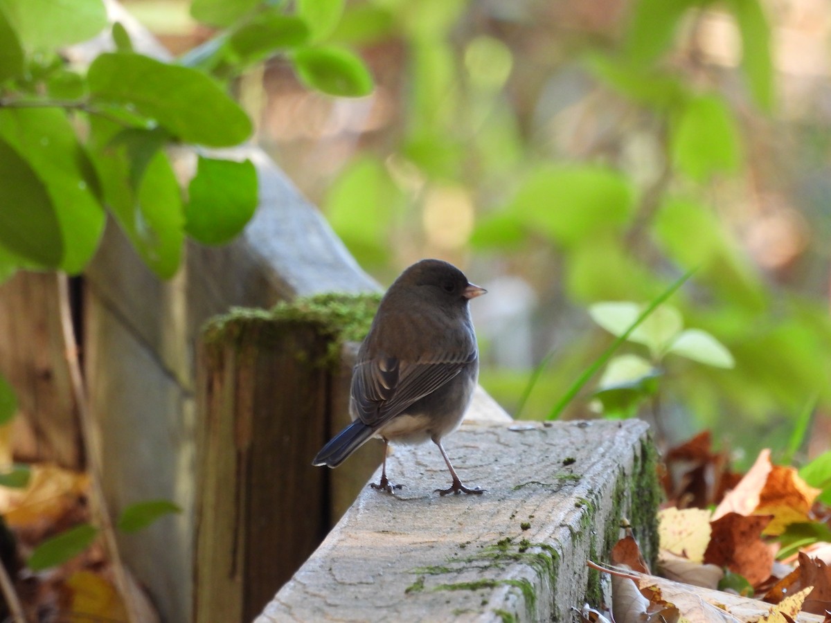 Dark-eyed Junco - ML643549847