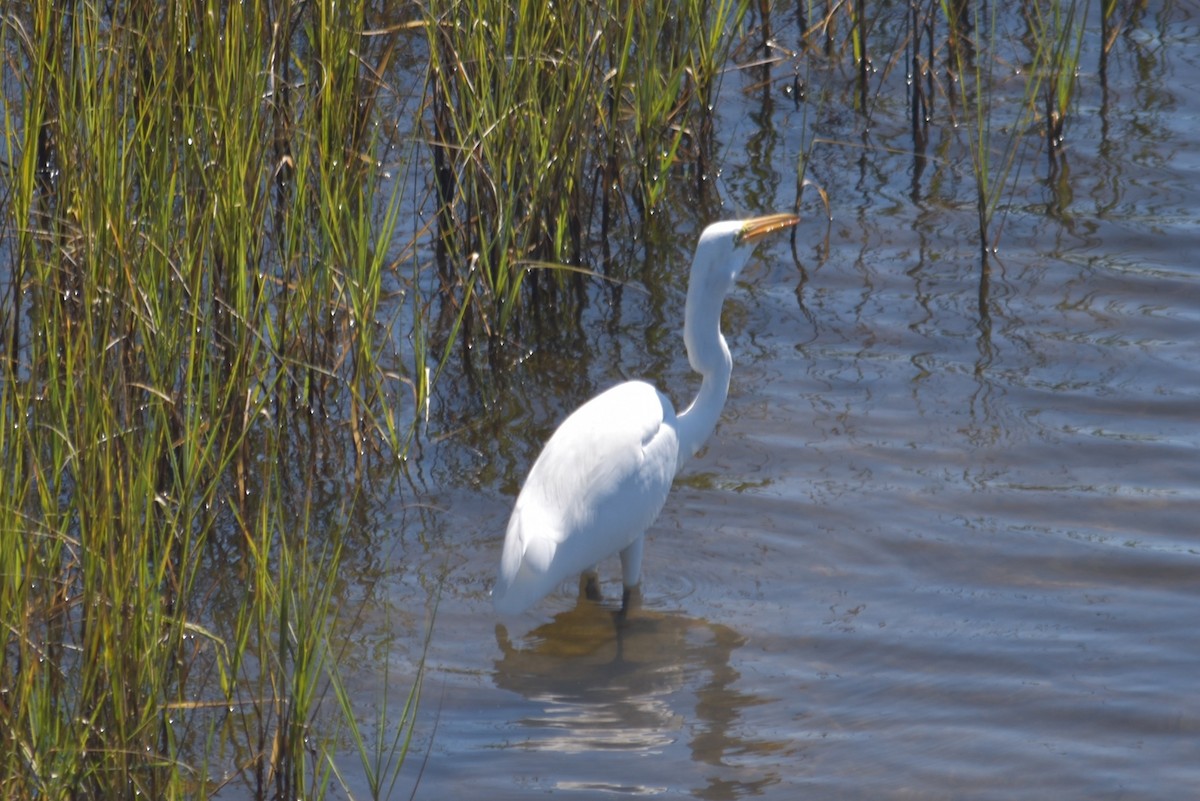 egretthegre - ML643549867