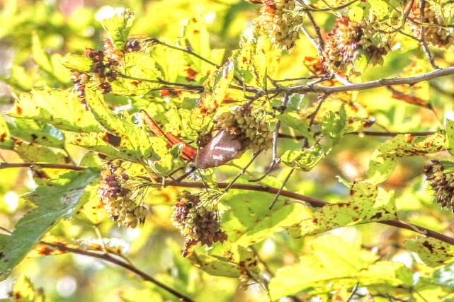 Northern Flicker - ML643549886