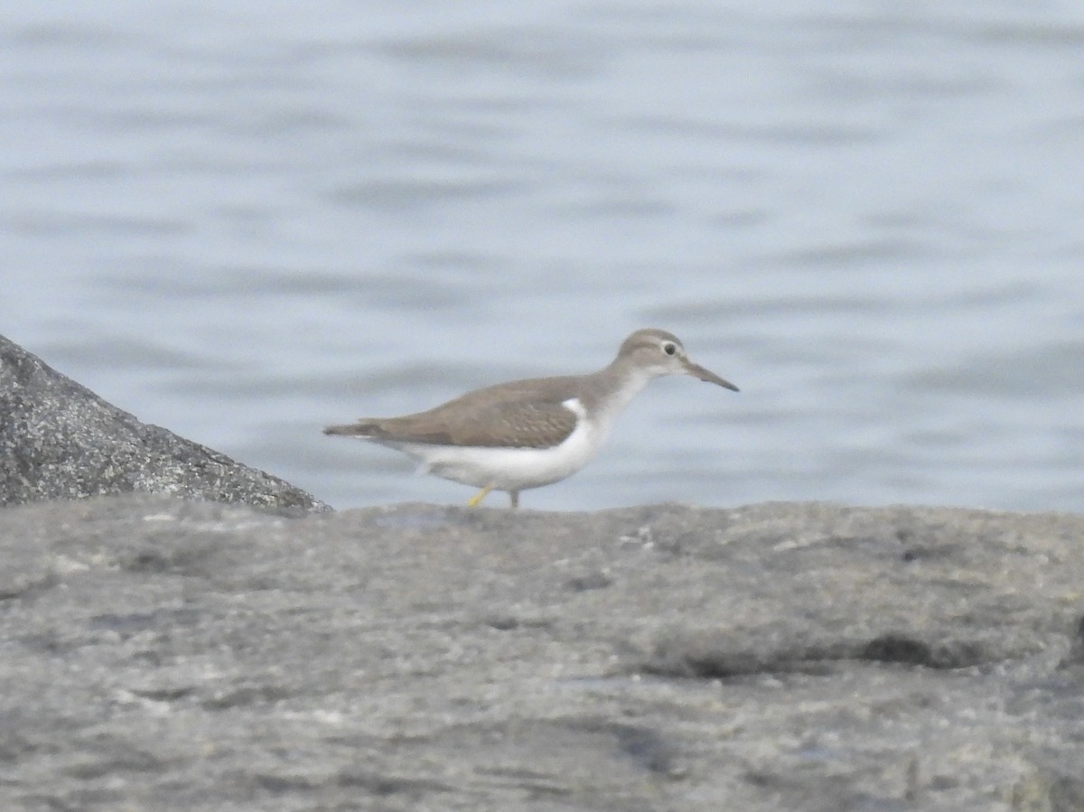 Spotted Sandpiper - ML643549887