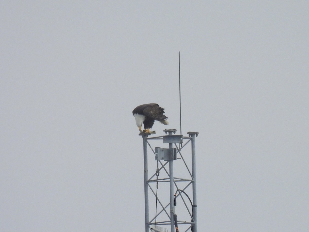 Bald Eagle - ML643549892