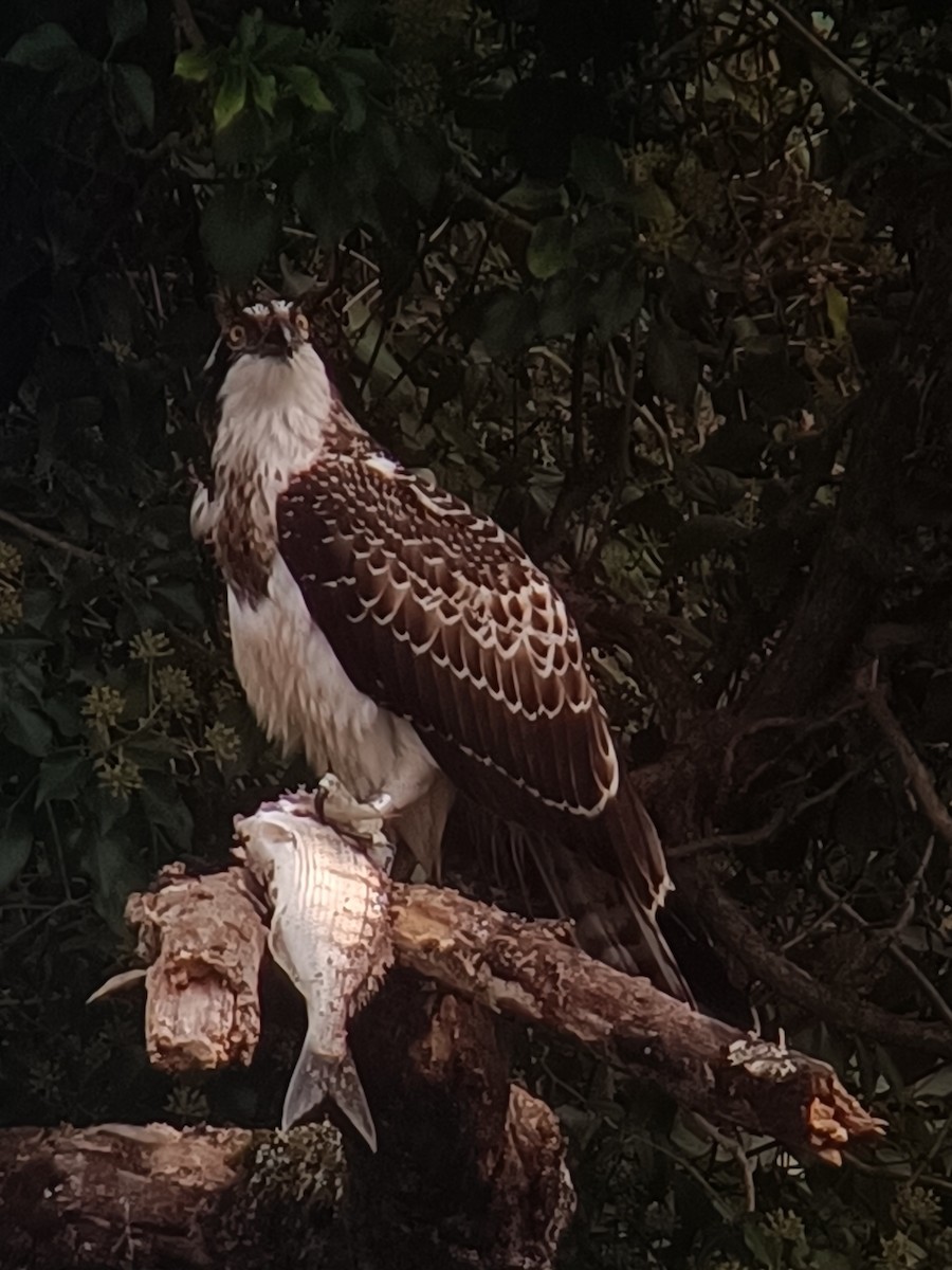 Osprey - ML643549955