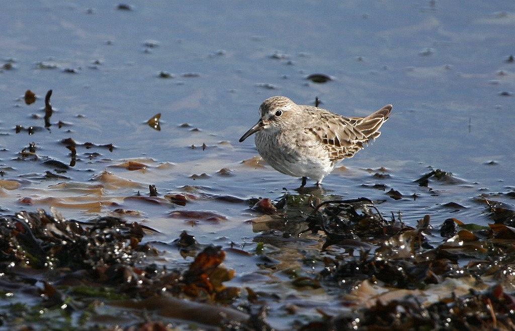 White-rumped Sandpiper - ML643549956