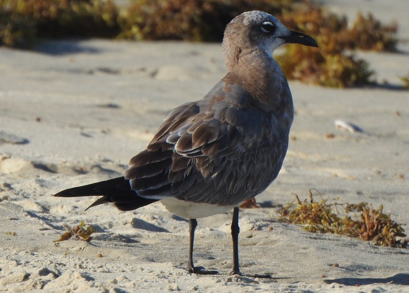Antxeta mokogorri amerikarra - ML643549962