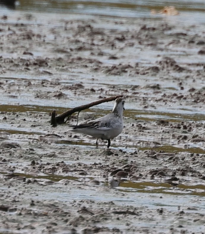 Red Phalarope - ML643549964