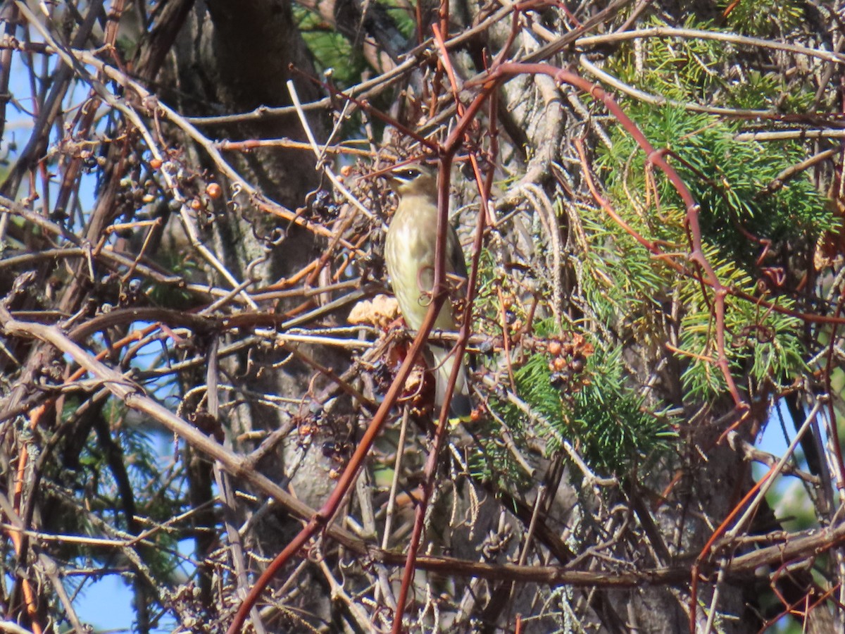 Cedar Waxwing - ML643549970