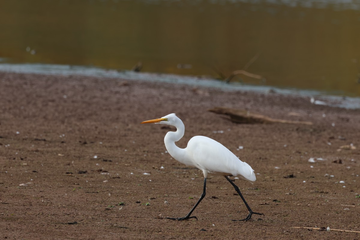 Great Egret - ML643549983