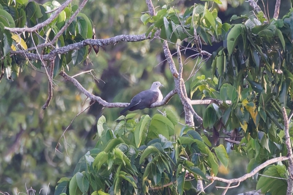 Gray Imperial-Pigeon - ML643549988
