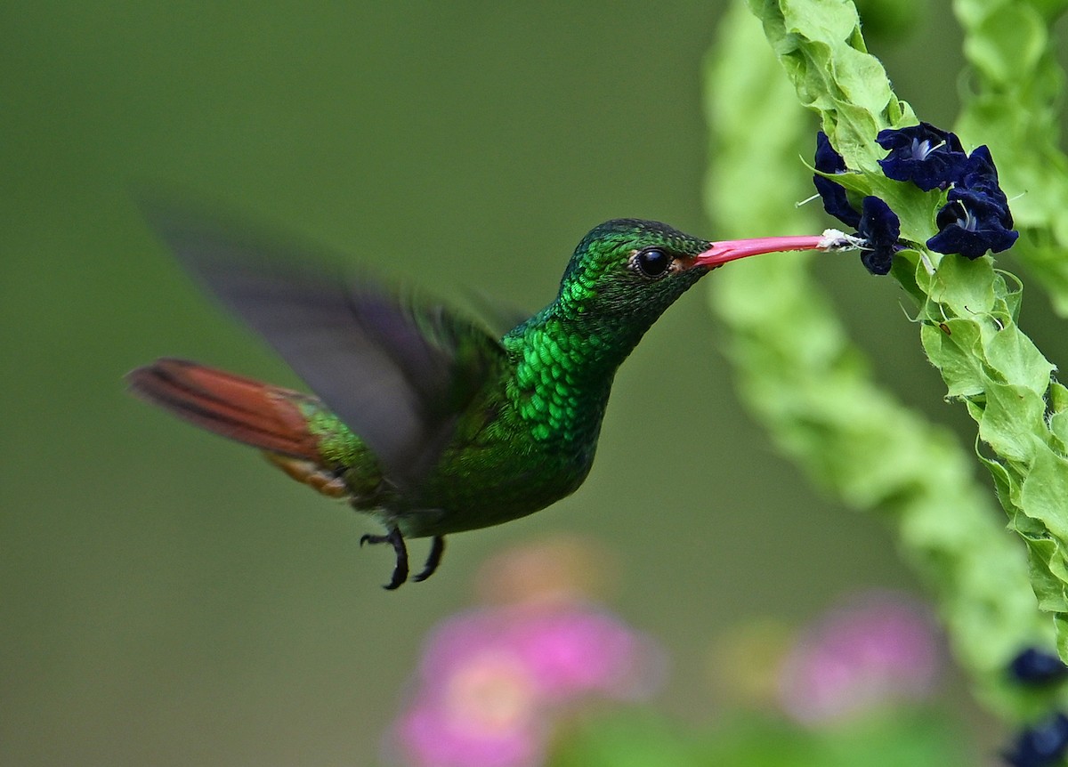 Rufous-tailed Hummingbird - ML643549991