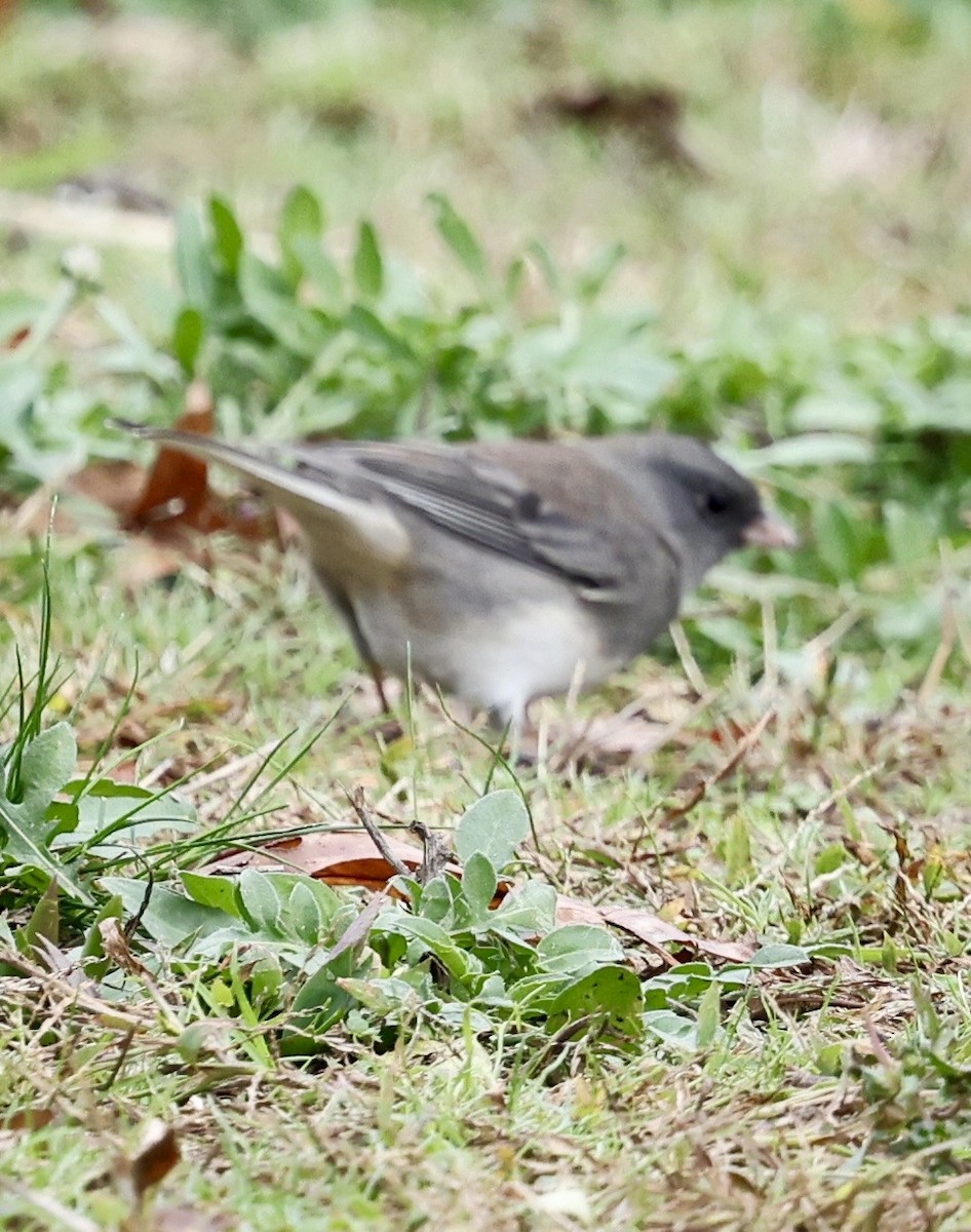 Dark-eyed Junco - Eileen Rudden