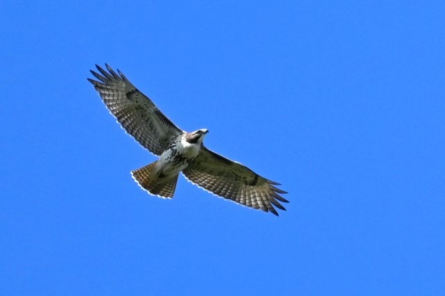 アカオノスリ - ML643550021