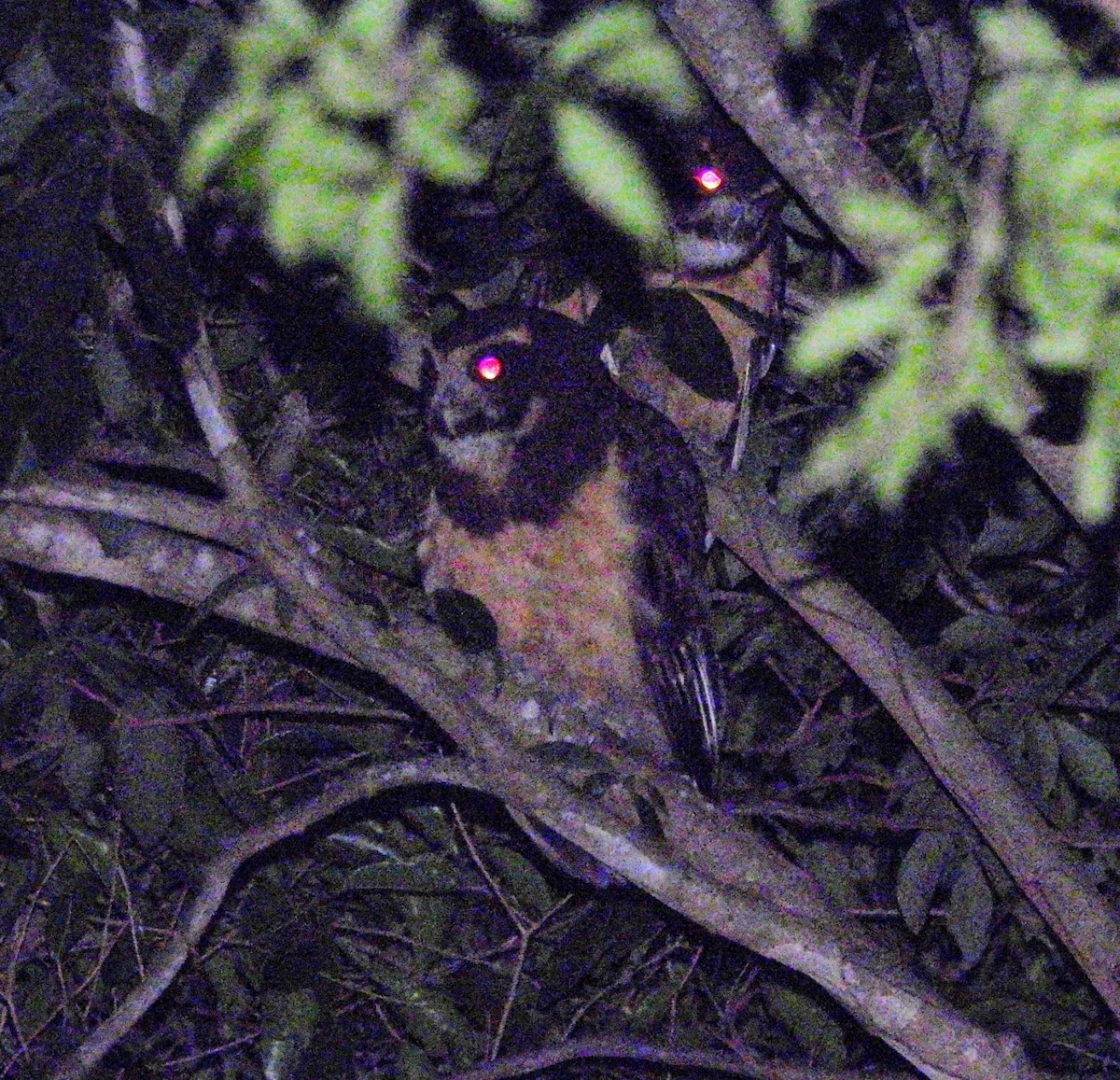 キマユメガネフクロウ - ML643550033