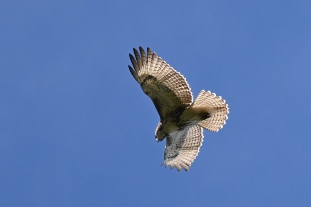 アカオノスリ - ML643550043