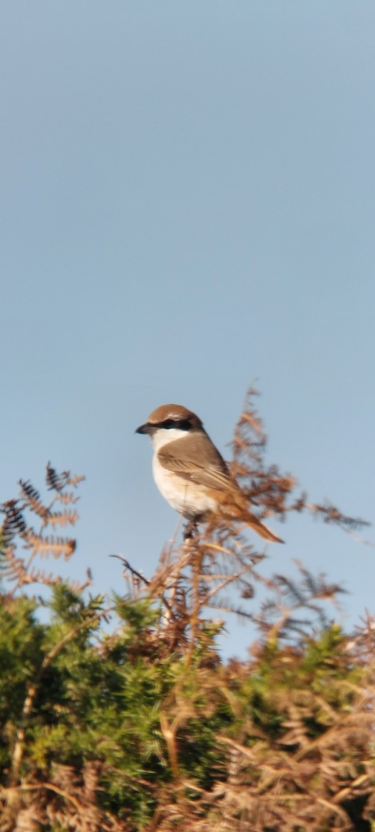 Red-tailed Shrike - ML643550046