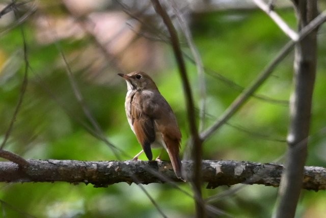 チャイロコツグミ - ML643550047