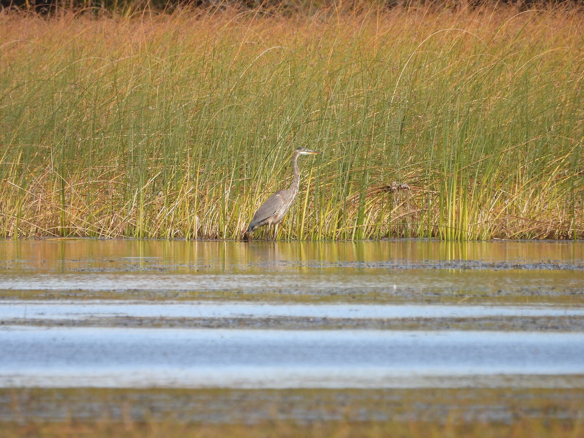 Great Blue Heron - ML643550059