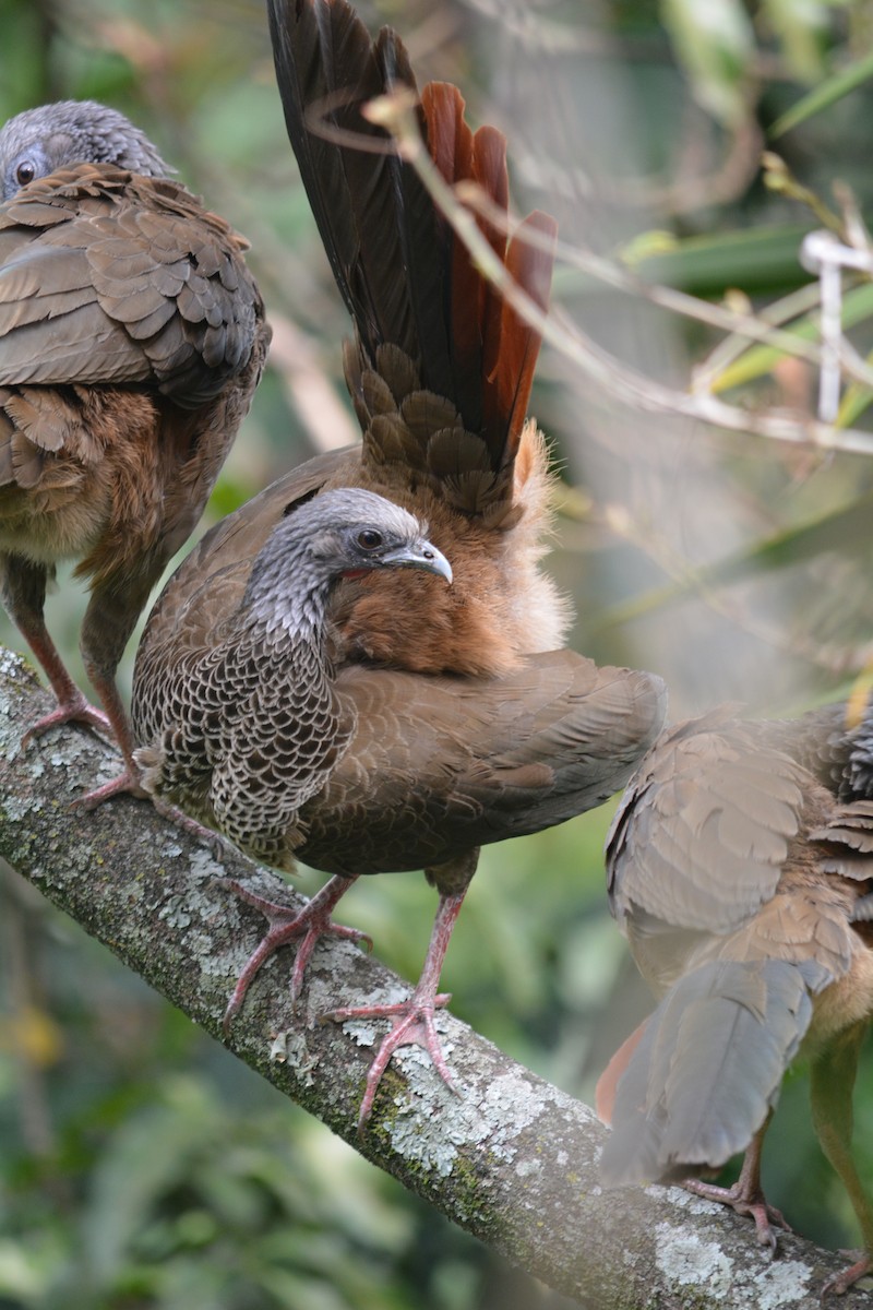 Colombian Chachalaca - ML643550061