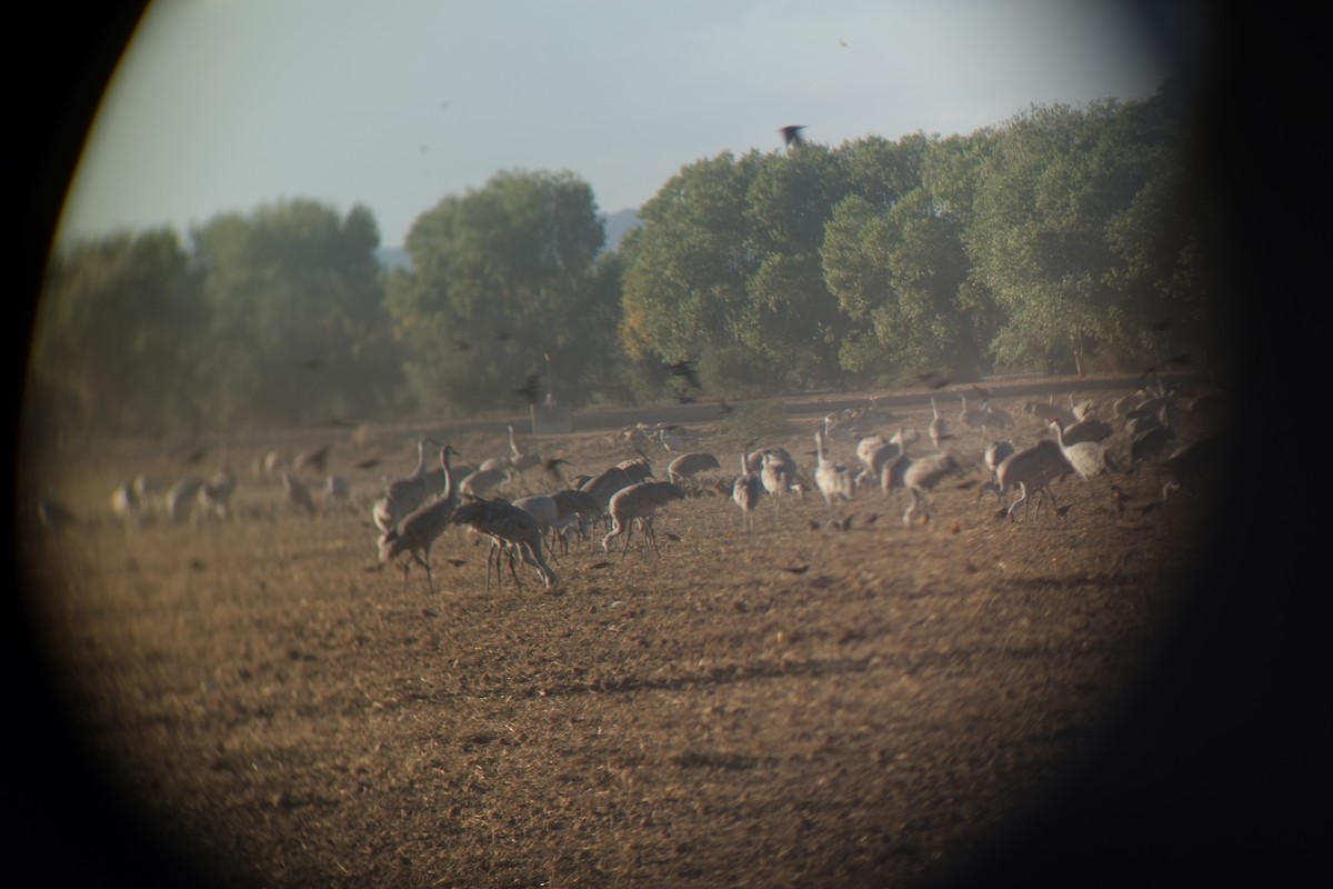 Sandhill Crane - ML643550063