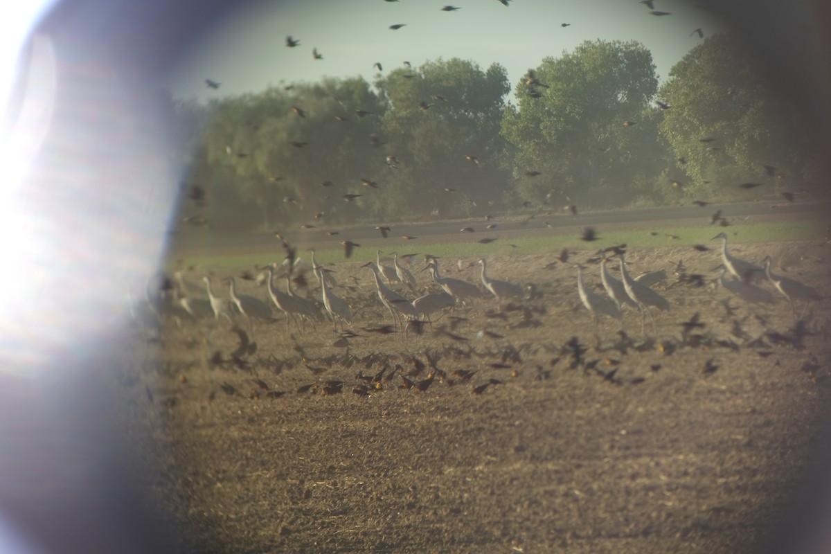 Sandhill Crane - ML643550064