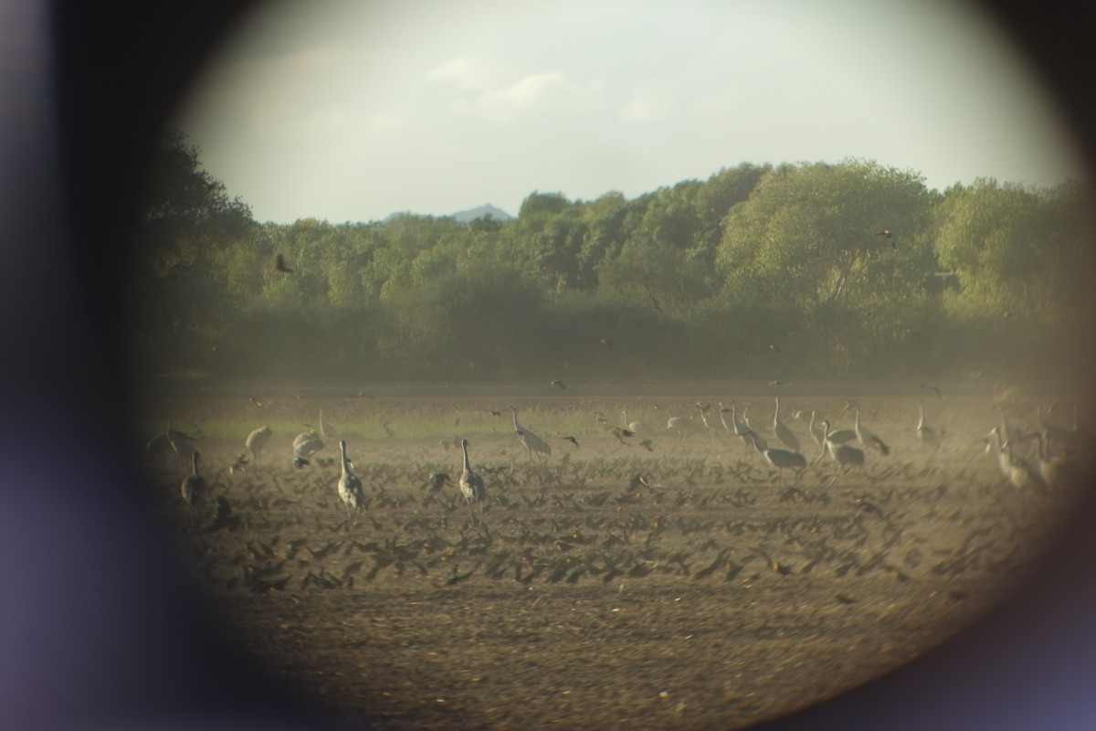 Sandhill Crane - ML643550065