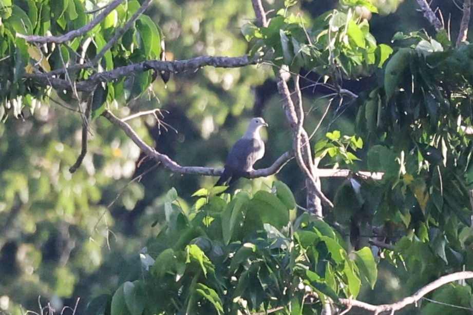 Gray Imperial-Pigeon - ML643550066