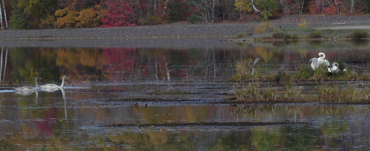 Trumpeter Swan - ML643550088