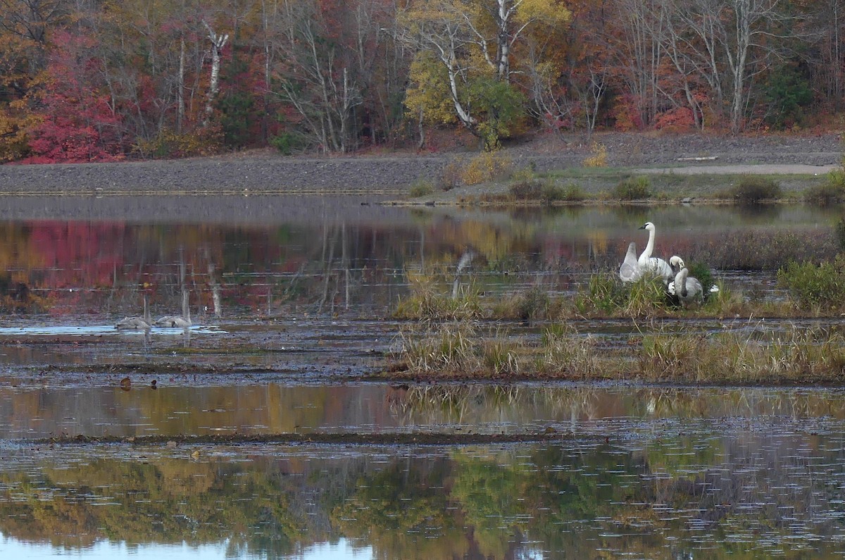 Trumpeter Swan - ML643550089
