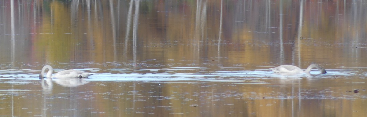 Trumpeter Swan - ML643550090
