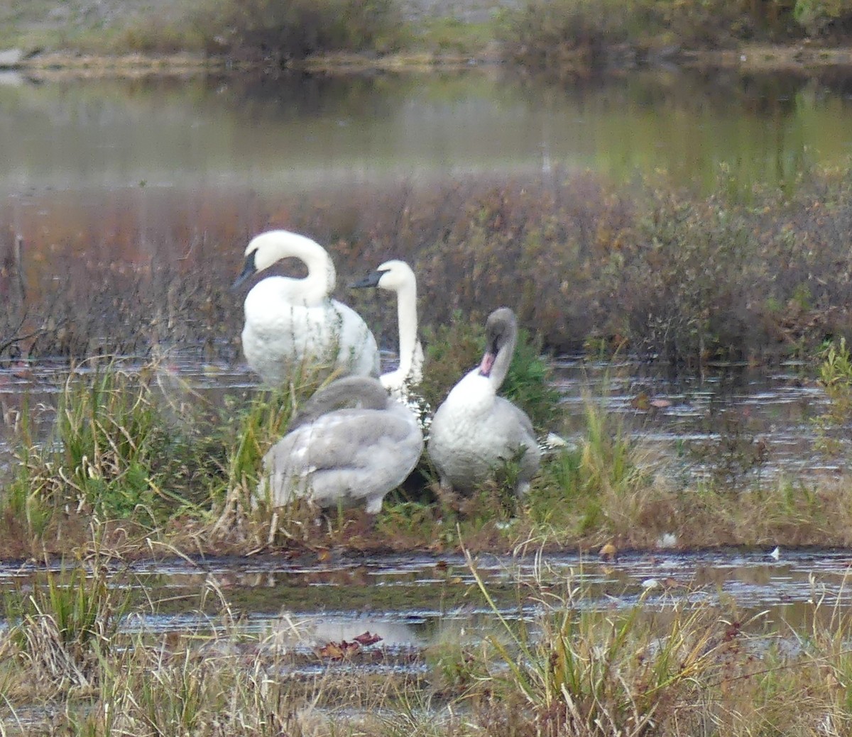 Trumpeter Swan - ML643550091
