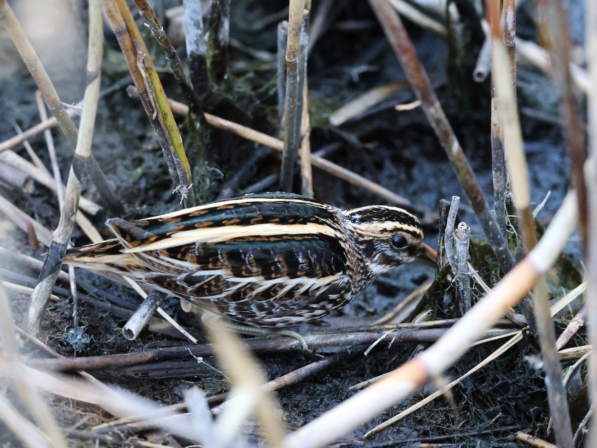 Jack Snipe - ML643550092