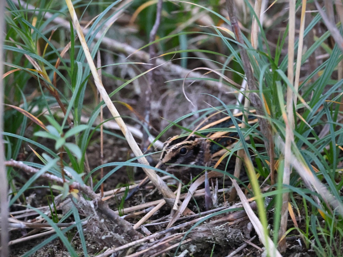 Jack Snipe - ML643550097