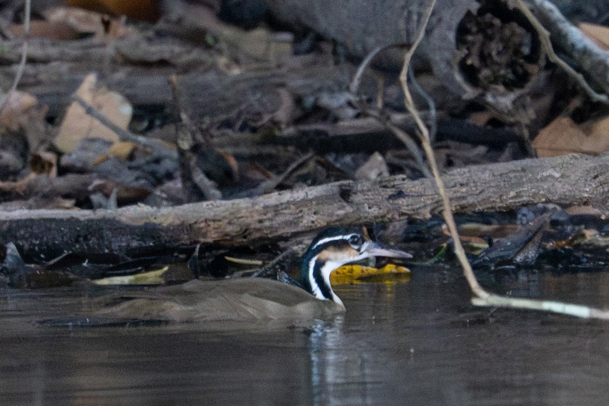 Sungrebe - ML643550114