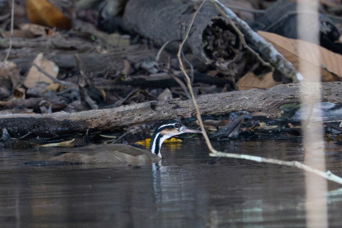 Sungrebe - ML643550116