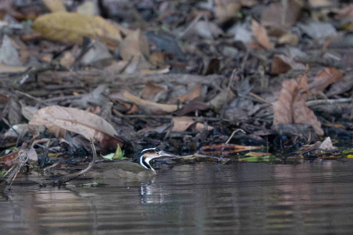 Sungrebe - ML643550119