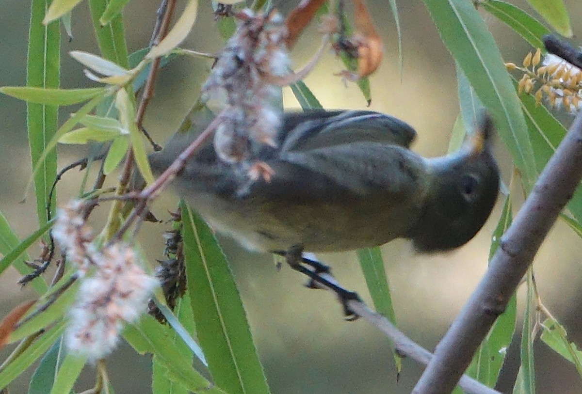 Hammond's Flycatcher - ML643550120