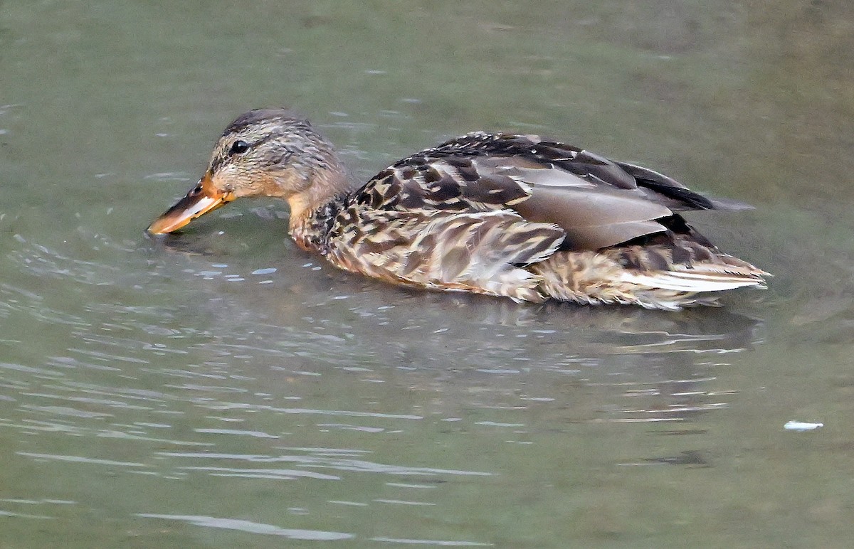 Mallard - ML643550124