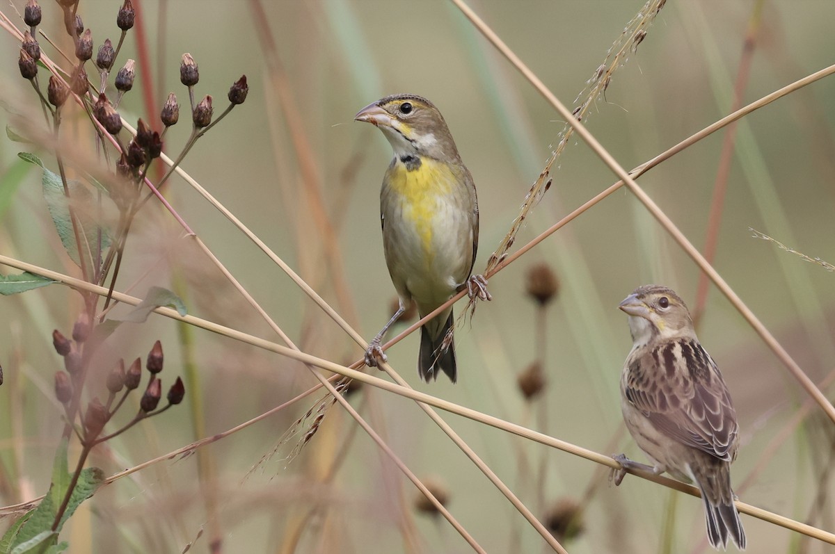 papežík americký - ML643550125