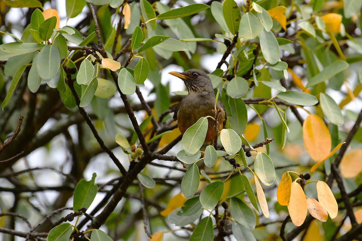 Olive Thrush - ML643550129