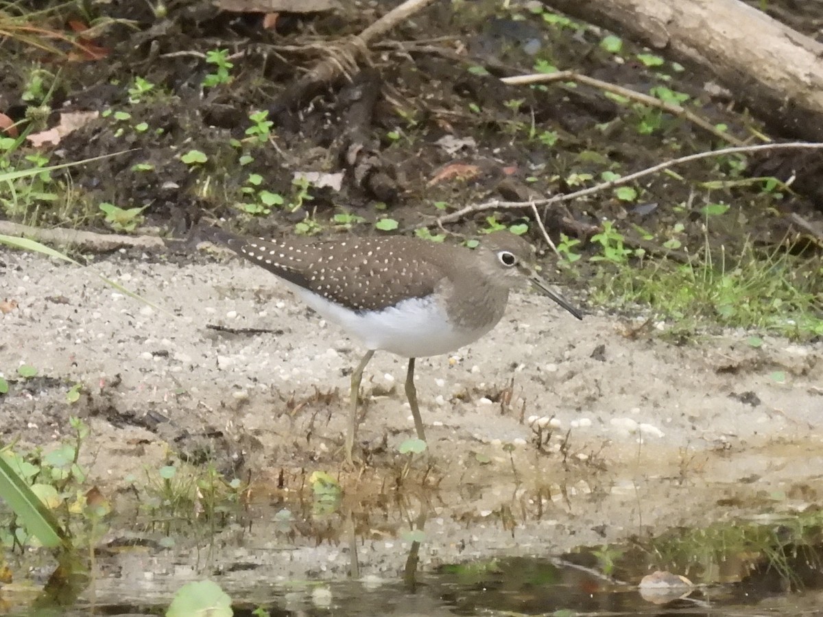 Solitary Sandpiper - ML643550133