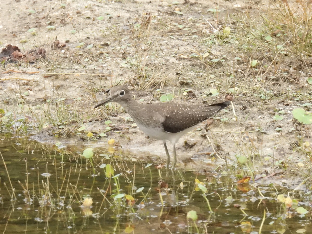 Solitary Sandpiper - ML643550134