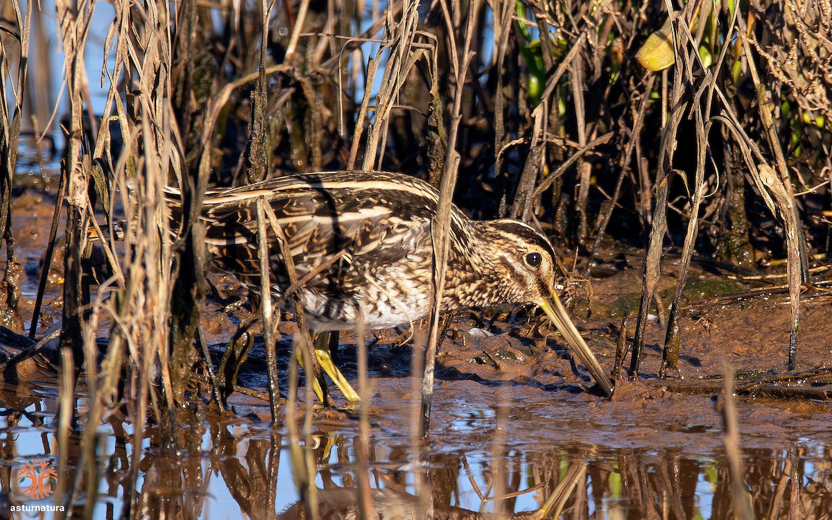 Common Snipe - ML643550157