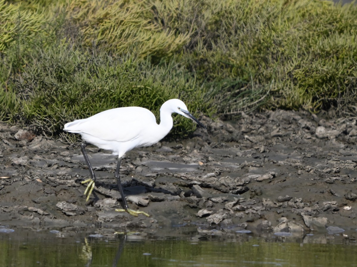 Seidenreiher - ML643550160