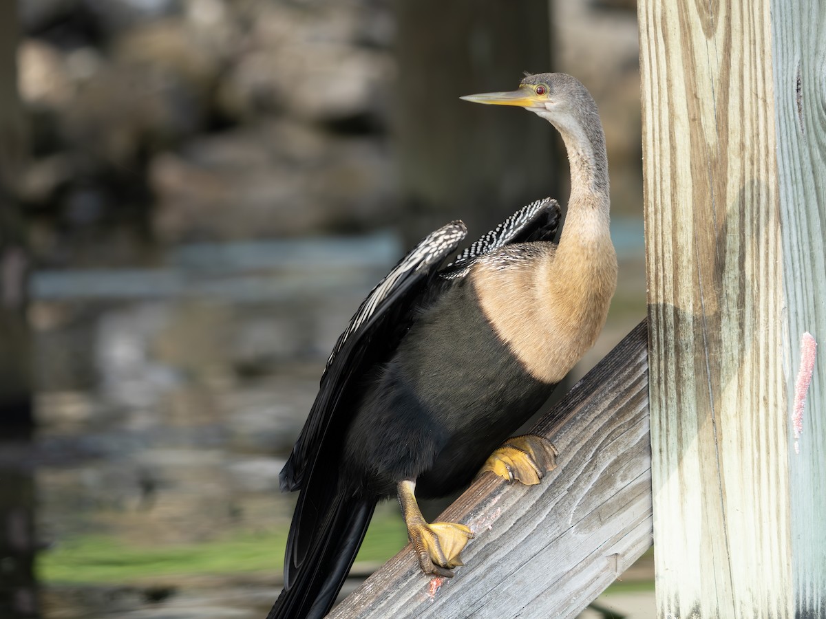 Anhinga - ML643550170