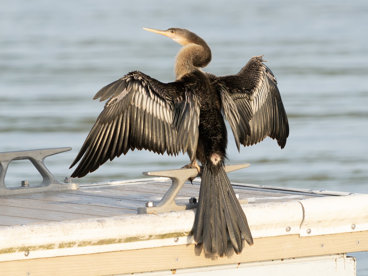 Anhinga - ML643550171