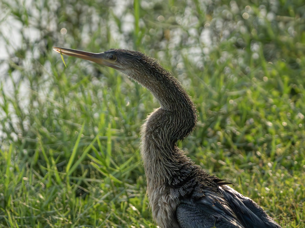 Anhinga - ML643550172