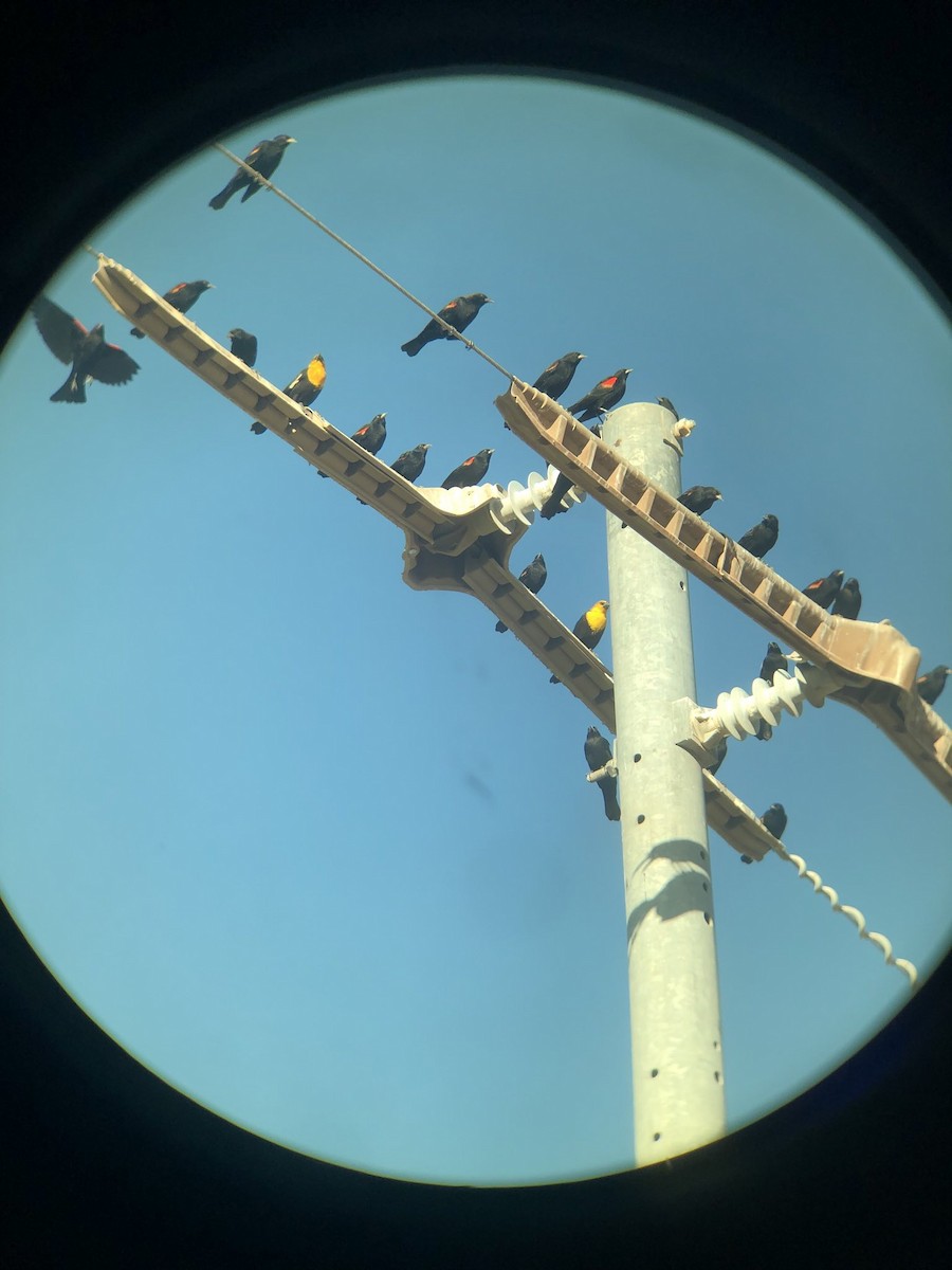 Red-winged Blackbird - ML643550173