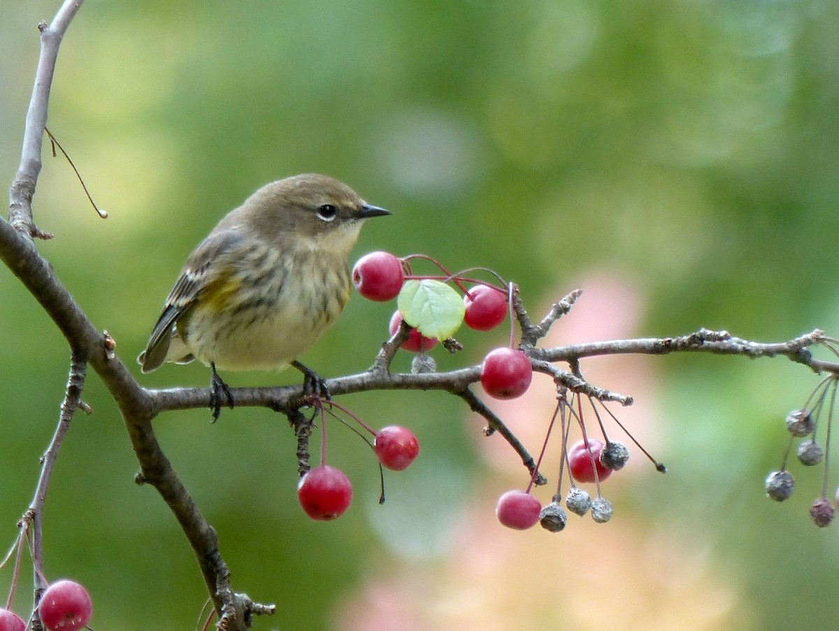 Yellow-rumped Warbler - ML643550174