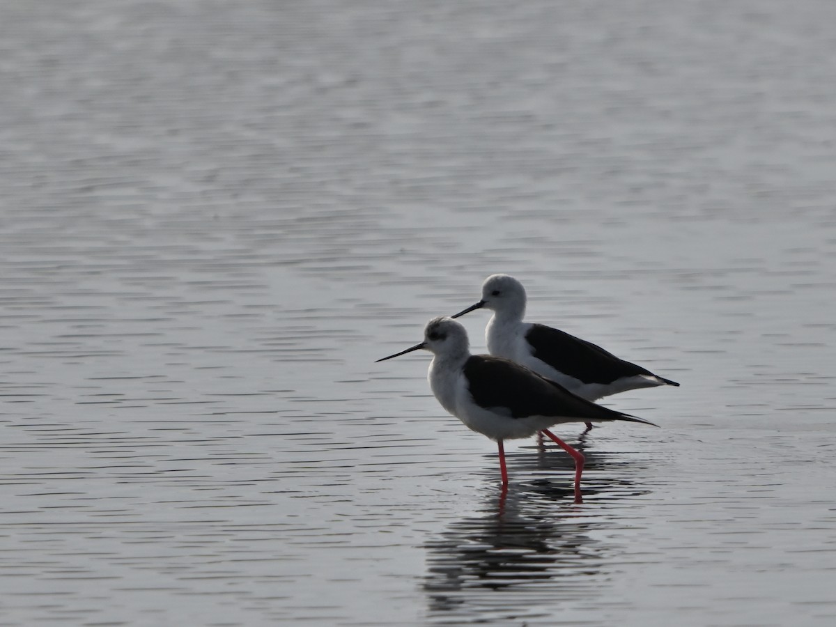 Black-winged Stilt - ML643550179