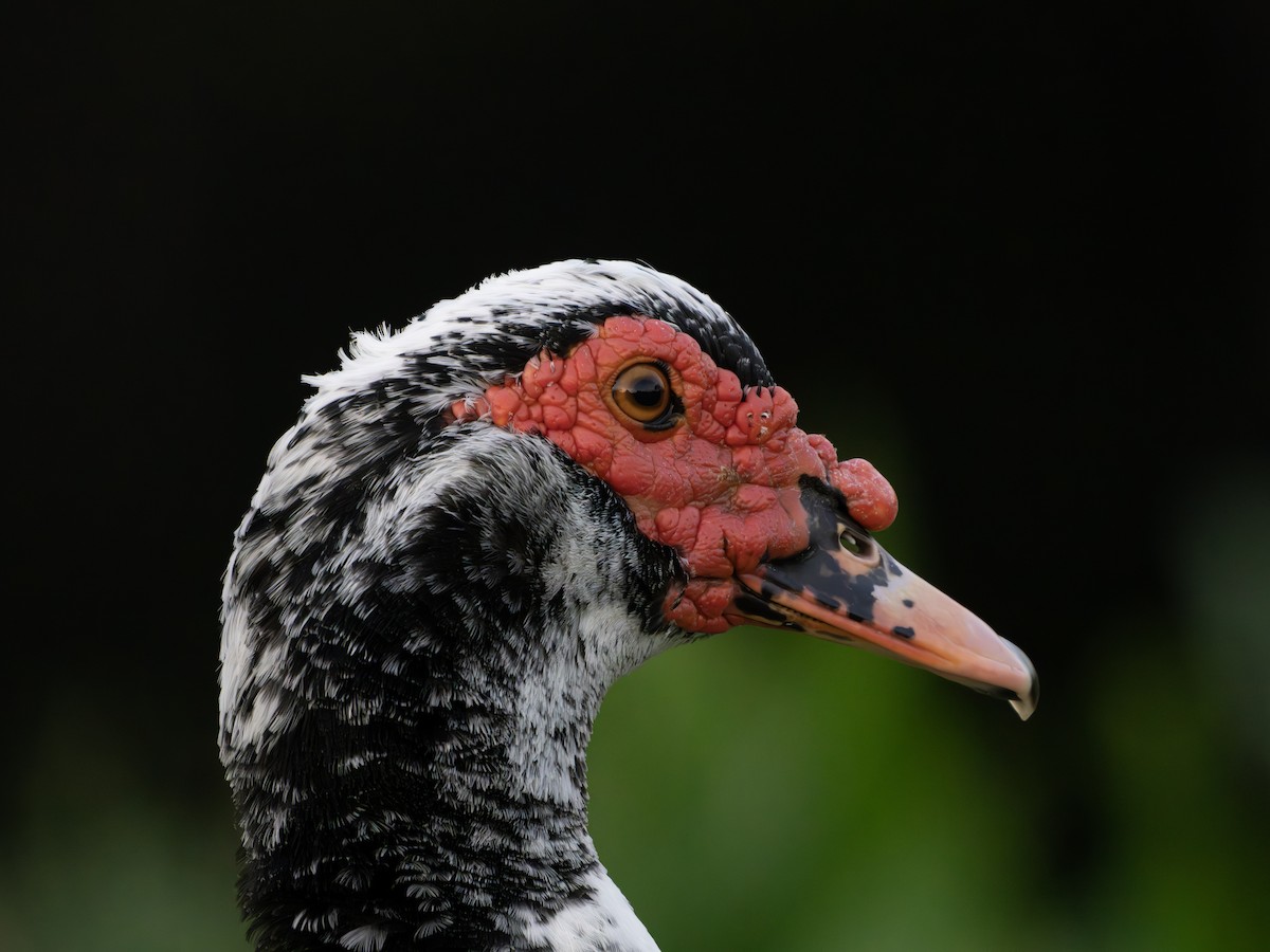 Muscovy Duck (Domestic type) - ML643550183