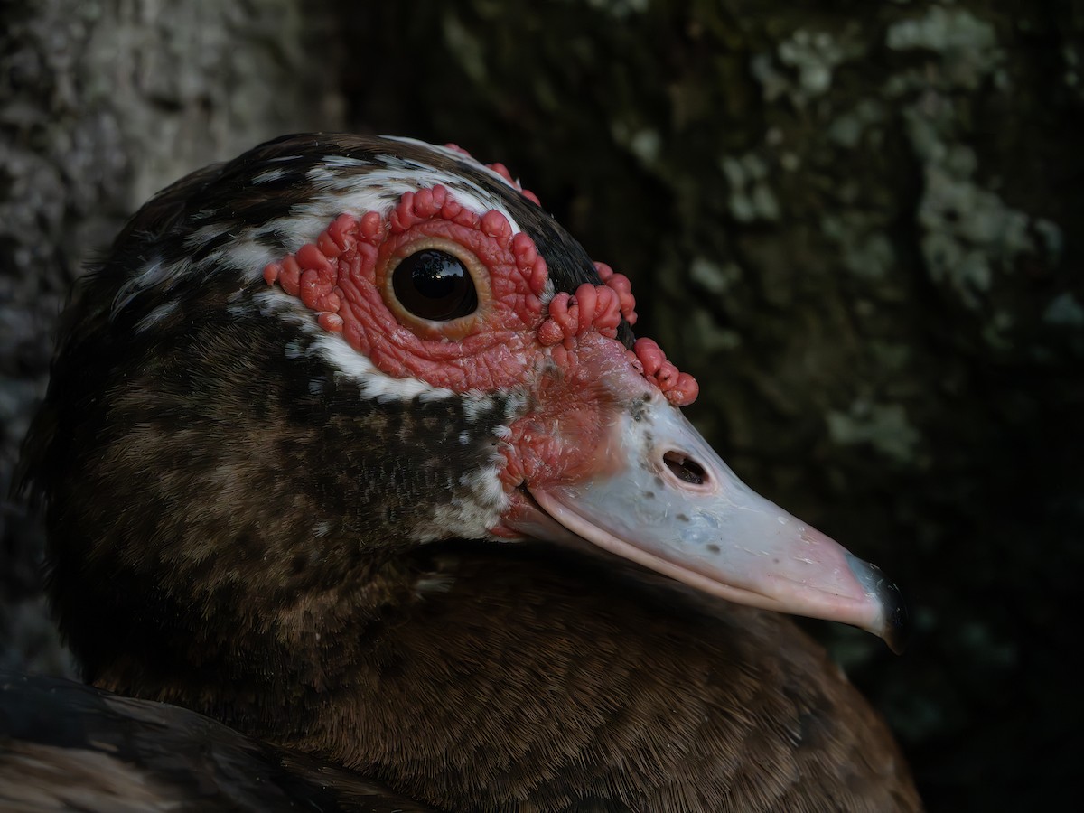 Muscovy Duck (Domestic type) - ML643550185
